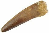 Fossil Spinosaurus Tooth - Real Dinosaur Tooth #367972-1